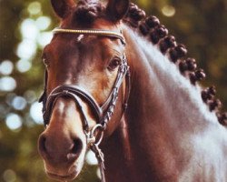 stallion Monty Mescalino (German Riding Pony, 1996, from Mescalero)