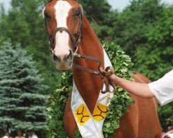 broodmare Goldlady (Hanoverian, 1984, from Golfstrom I)