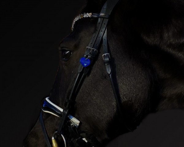 dressage horse Bon Noir (Hanoverian, 2018, from Bon Coeur)