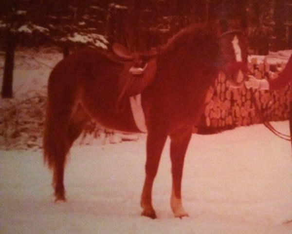 broodmare Attika (Haflinger, 1974, from Raymond Charles x)