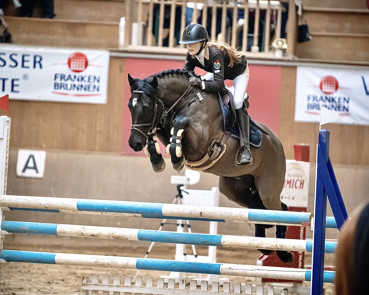jumper Diabolo 581 (German Riding Pony, 2010, from Dark Finn)