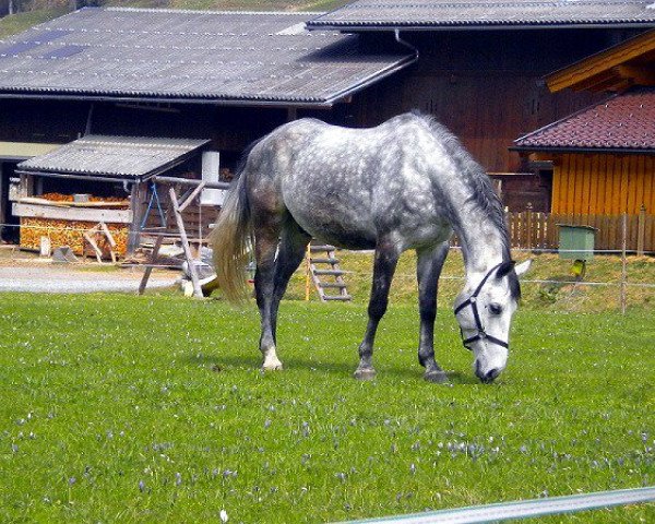 horse Daddy Cool 2 (Polish Warmblood, 2004, from Ekwador)