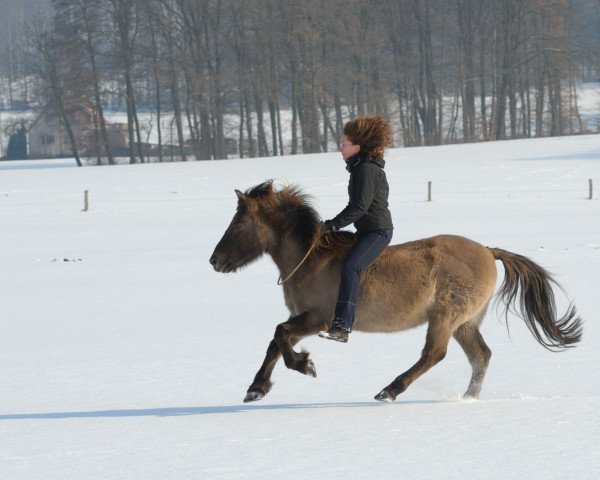 Pferd Feiner Bär (Dülmener, 1988, von Windus)