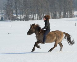 horse Feiner Bär (Duelmener, 1988, from Windus)