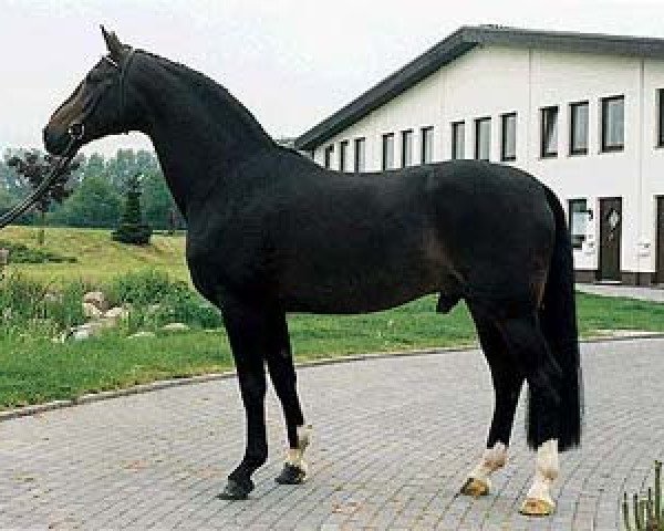 horse Rosenkavalier (Westphalian, 1980, from Romadour II)