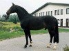 horse Rosenkavalier (Westphalian, 1980, from Romadour II)