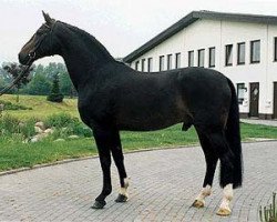 stallion Rosenkavalier (Westphalian, 1980, from Romadour II)