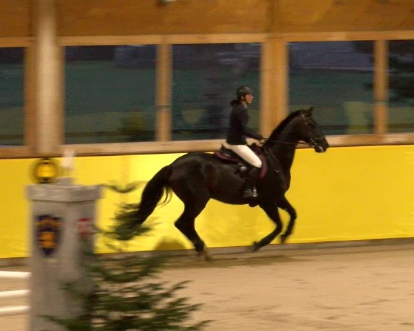 Reitturnier Dielsdorf 2023