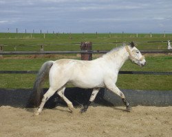 Pferd Picasso A.Si. (Knabstrupper, 2001, von Payaso af Silver)