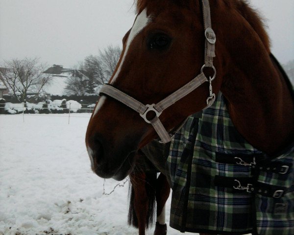 dressage horse Paris (Westphalian, 2005, from Prestige xx)