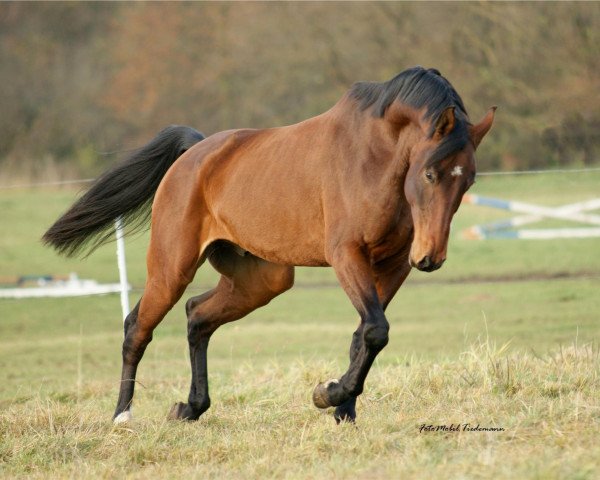 dressage horse Dino (Bavarian, 2004, from Belissimo NRW)