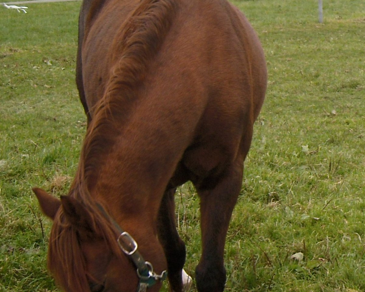 broodmare Valentina (German Riding Pony, 1988, from Valiant Starlight)
