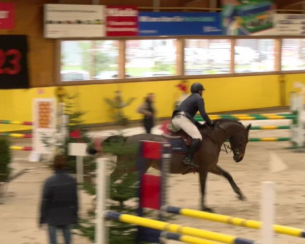 Reitturnier Dielsdorf 2023