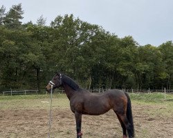 broodmare Cosima vom Erlenhof (German Riding Pony, 2001, from Mangano)