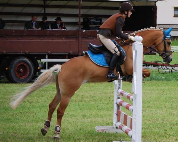 horse Akira 96 (Haflinger, 2002, from Nathian (3,125% ox))