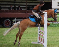 Pferd Akira 96 (Haflinger, 2002, von Nathian (3,125% ox))