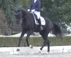 dressage horse Fighting for Darling (Oldenburg, 2018, from Frascino)