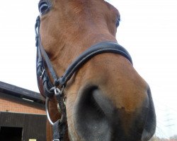 jumper Celtic Glasgow (German Sport Horse, 2004, from Chello II)