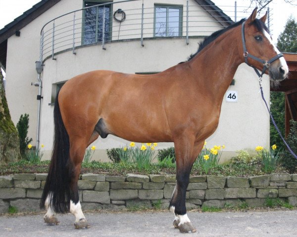 Pferd Alvin (Polnisches Warmblut, 1998, von Aldi)