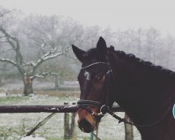 Springpferd Glencroft Moving Shadow (Connemara-Pony, 2016, von Silver Shadow)