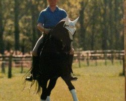 Pferd Hennessy (Trakehner, 1997, von Hohenstein I)