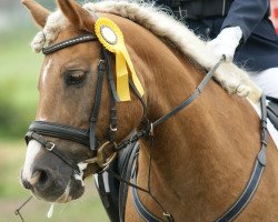 dressage horse Knutschi (German Sport Horse, 1993)