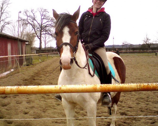 horse Mo (German Riding Pony,  )