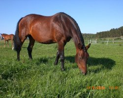 broodmare Raute II (Mecklenburg, 1997, from Rubinstern)