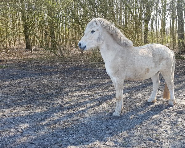 horse Galileo (Fjord Horse, 2017, from Østerskov's Gulliver)