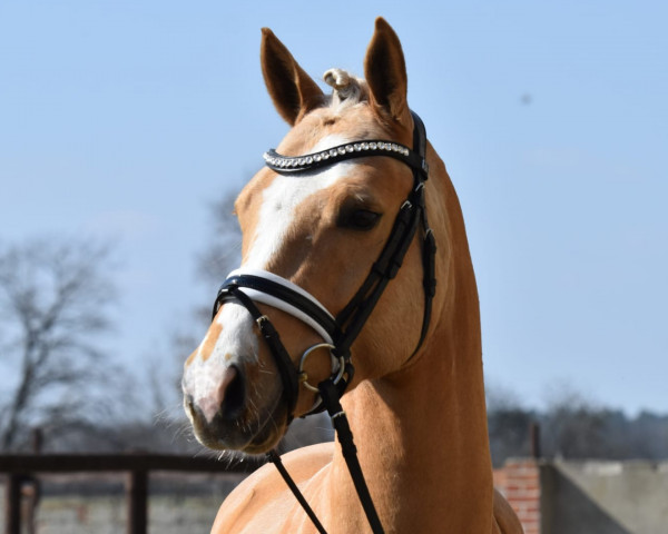 dressage horse Golden Friday MM (German Riding Pony, 2018, from Golden West NRW)