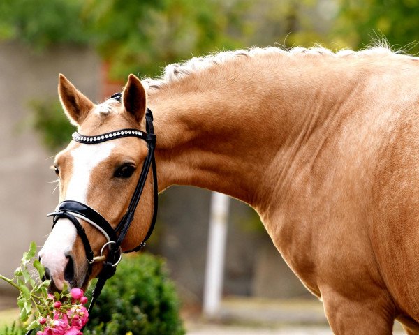 Dressurpferd Golden Hawk MM (Deutsches Reitpony, 2017, von Golden West NRW)