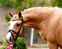 dressage horse Golden Hawk MM (German Riding Pony, 2017, from Golden West NRW)