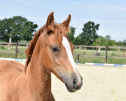 broodmare Golden Rose MM (German Riding Pony, 2020, from Golden Grey NRW)