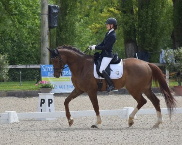 dressage horse Bailando 59 (Westphalian, 2017, from Belissimo NRW)