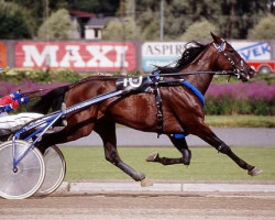 broodmare Porizkova G4081 (US) (American Trotter, 1988, from Baltic Speed 3578Z (US))