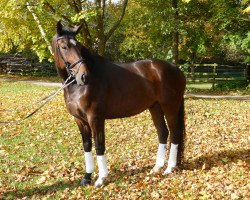 dressage horse Welcanto (Hanoverian, 2005, from Welser)