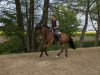 dressage horse Esempio (Belgian Warmblood, 2004, from Riccione)