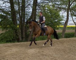 dressage horse Esempio (Belgian Warmblood, 2004, from Riccione)