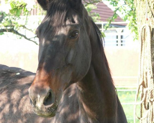 broodmare Catina (Holsteiner, 1991, from Cantus)