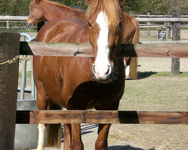 horse Zirkon (German Riding Pony,  )