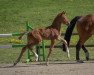 dressage horse Hengst von Vitalis / Sandro Hit (Oldenburg, 2022, from Vitalis)