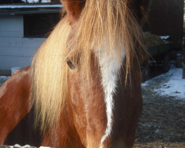 broodmare Nancy (Welsh-Pony (Section B),  )