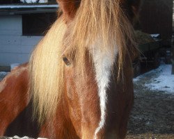 broodmare Nancy (Welsh-Pony (Section B),  )