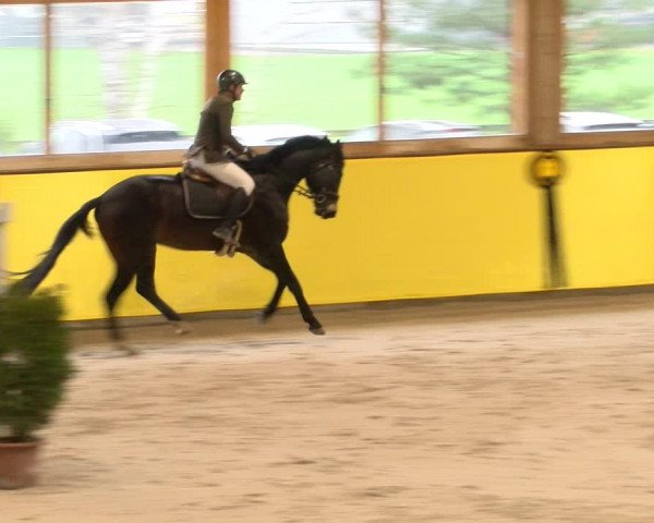 Reitturnier Dielsdorf 2023