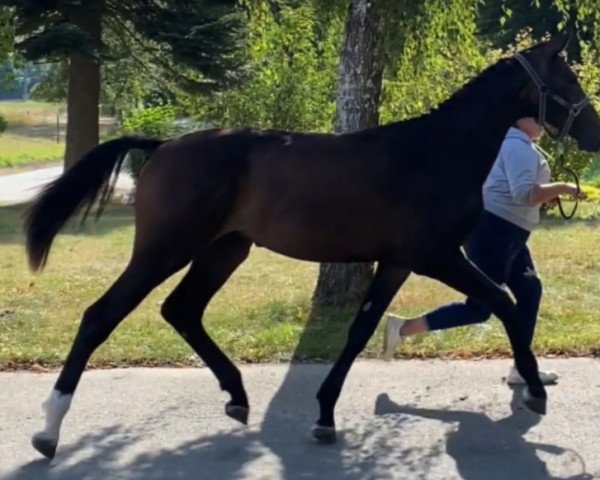 Springpferd Pacman (Rheinländer, 2021, von Prestige van het Kluizebos)