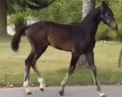 dressage horse Fürst Richard (Hanoverian, 2022, from Fürstbischof)