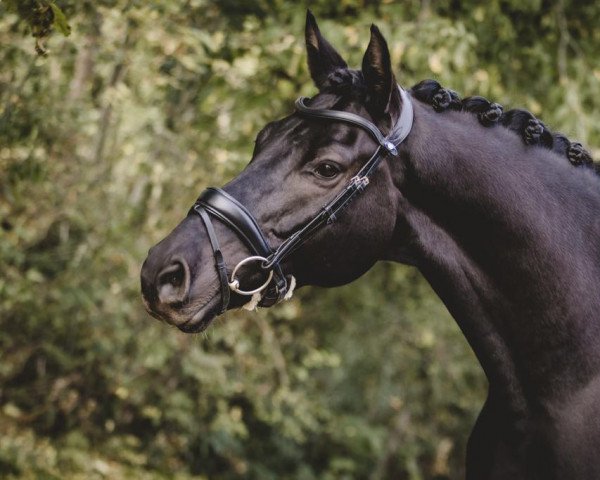 dressage horse Va bene (Westphalian, 2012, from Vitalis)