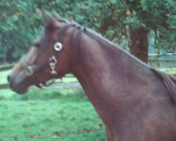 broodmare Dakila ox (Arabian thoroughbred, 1983, from Ghavan ox)