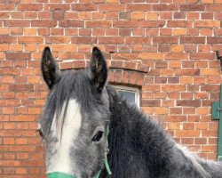 Pferd Wallach von Reitland’s Diamond Gold / Principal Boy (Deutsches Reitpony, 2021, von Reitland's Diamonds Gold)