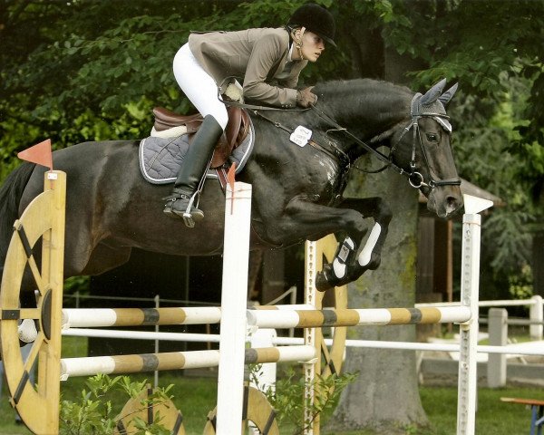 jumper Shiraz 21 (Oldenburg show jumper, 2004, from Stakkato)